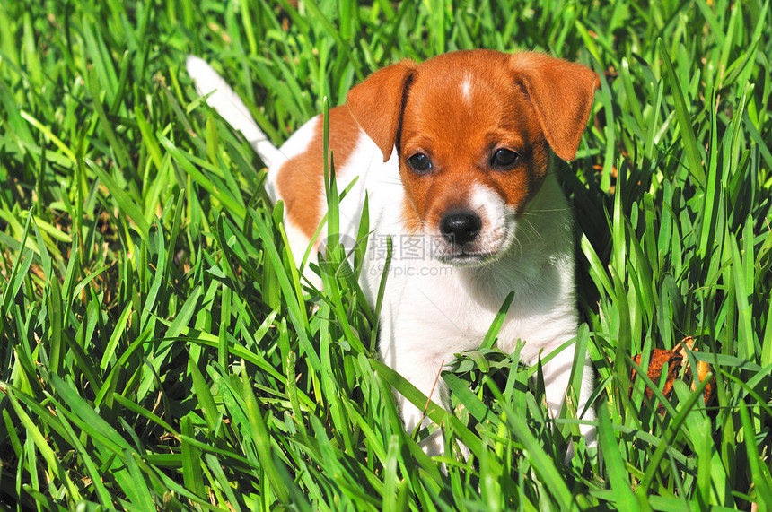 草地上的小狗狗爪子小狗摄影宠物幸福白色棕色好奇心哺乳动物生活图片