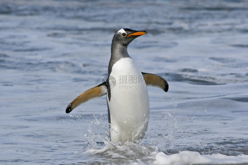 Gentoo 企鹅野生动物金图图片