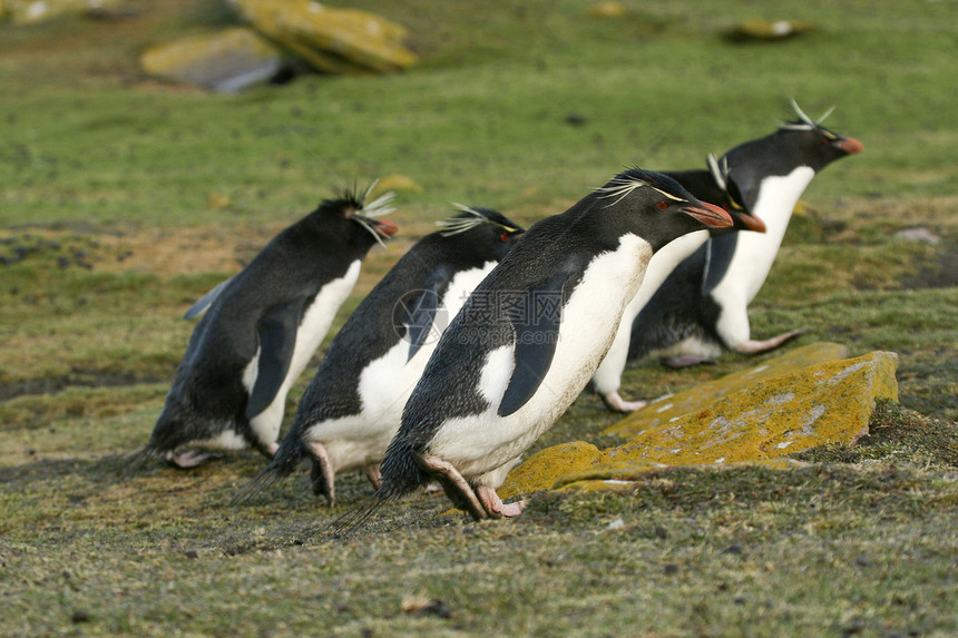 企鹅野生动物跳岩图片