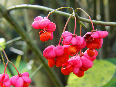 远大法芬汉·马克罗(Paffaffenhütchen Makro)背景