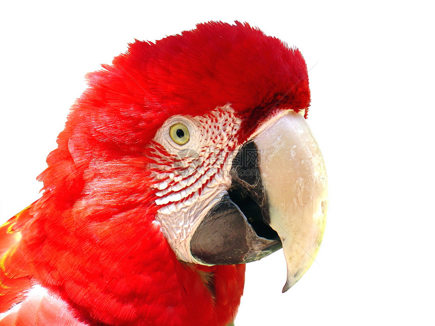 红金刚鹦鹉动物热带翅膀微笑羽毛栖息地野生动物金刚鹦鹉鸟类动物园图片