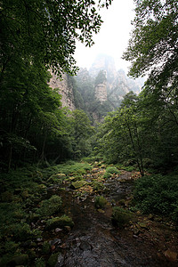 中国国家森林公园     张贾吉柱子城市遗产公吨公园森林多云世界风景树木背景图片
