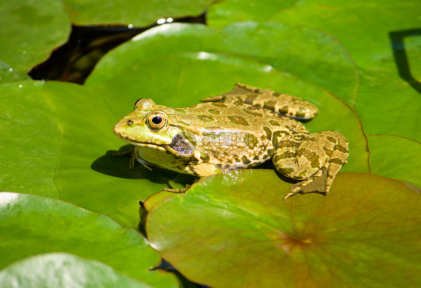 绿青蛙坐在池塘叶上图片