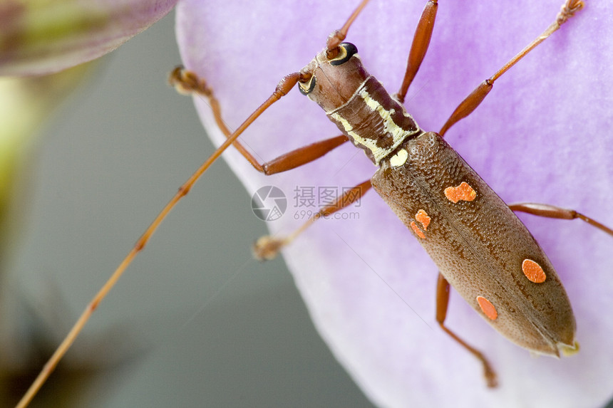 长角甲虫昆虫学翅膀宏观荒野漏洞臭虫森林昆虫苍蝇小动物图片