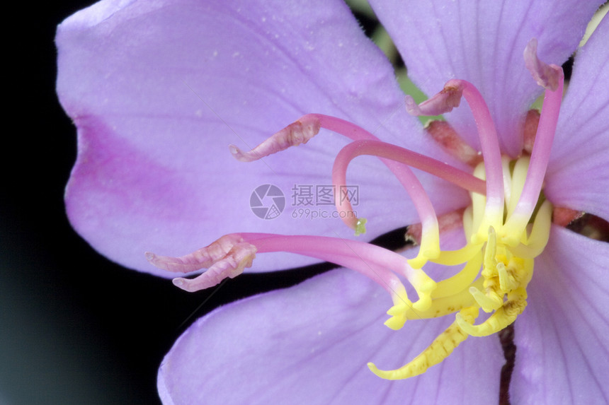 马来西亚野花组织花瓣植物荒野花粉宏观园艺花朵森林图片
