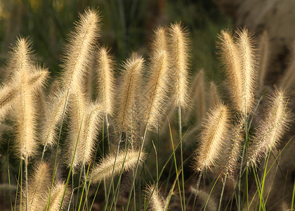草植物学花园环境植物阳光绿色宏观生长农业小麦背景图片