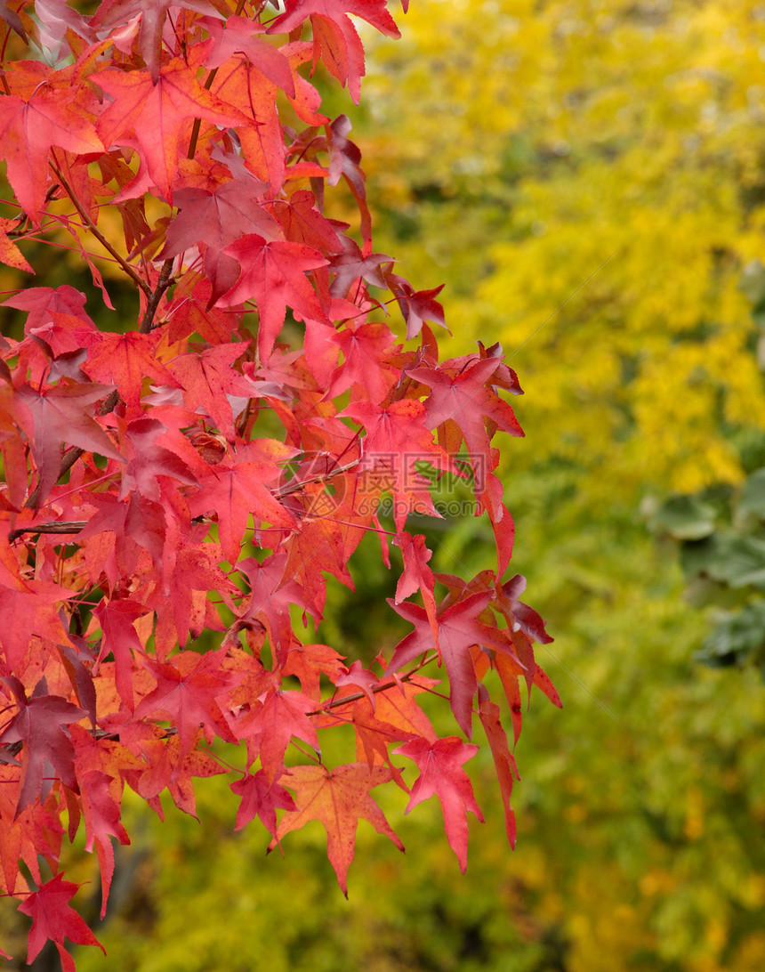 叶子季节性自然植物公园树叶植物学黄色季节森林红色图片
