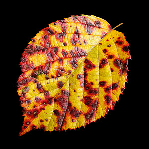 红黄秋叶叶子黄色树叶背景图片