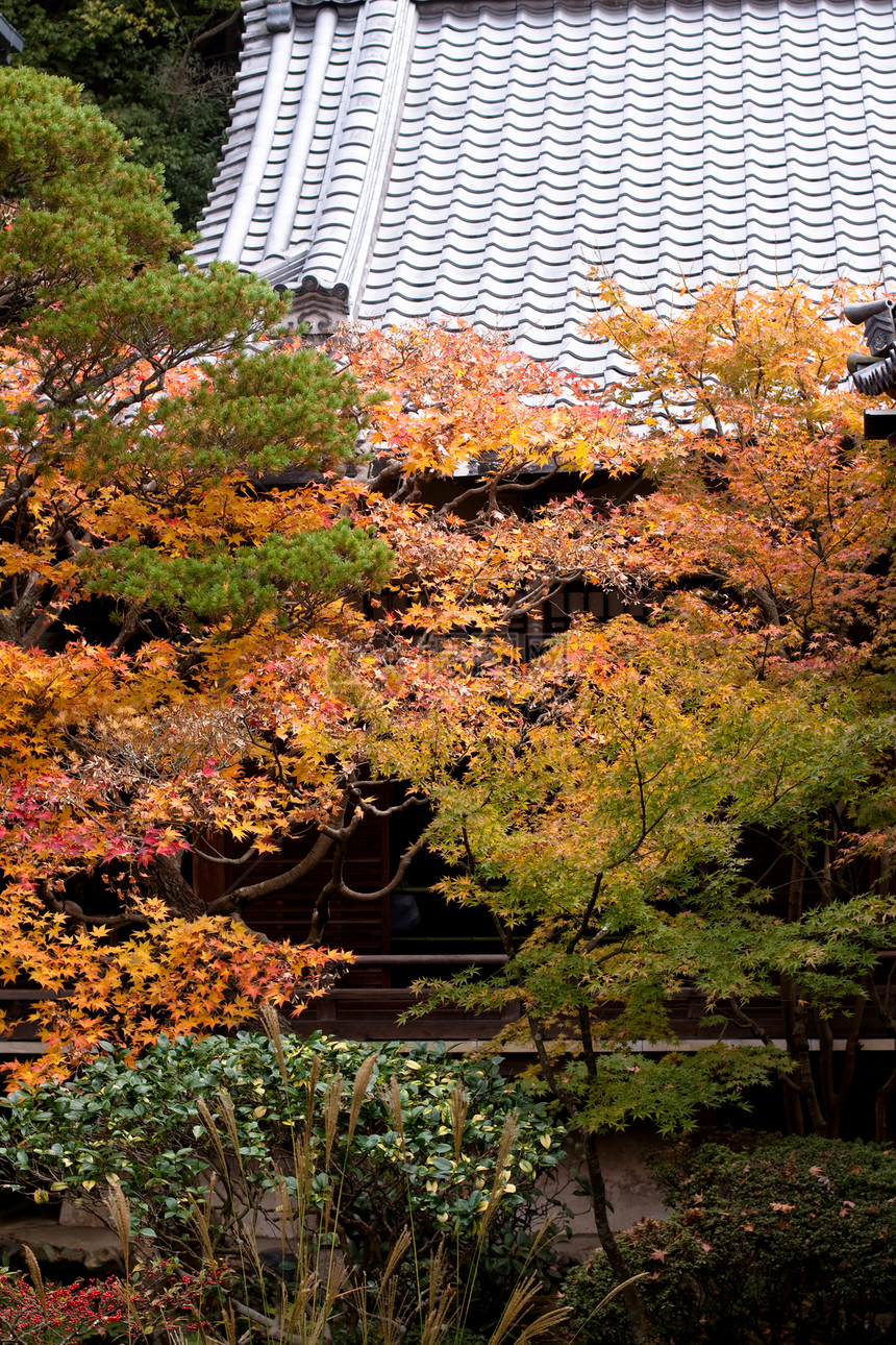 日本秋天的树木树干粉色绿色衬套建筑橙子树叶花园灰色公园图片