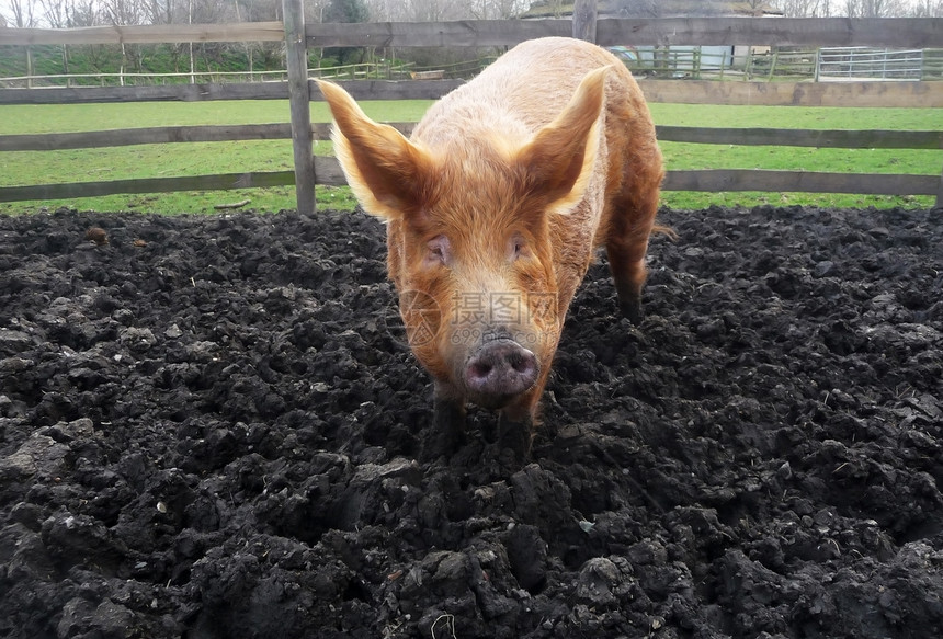 大泥猪鼻子动物农场野生动物土壤粉色围栏地球耳朵食物图片