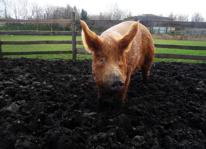 大泥猪家畜场地猪肉耳朵哺乳动物动物农场野生动物小猪身体图片
