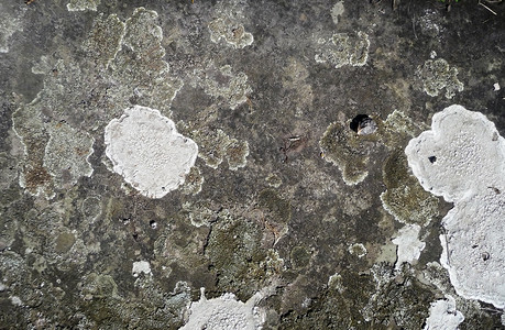 清叶状材料药皮壳状菌体宏观地衣背景图片