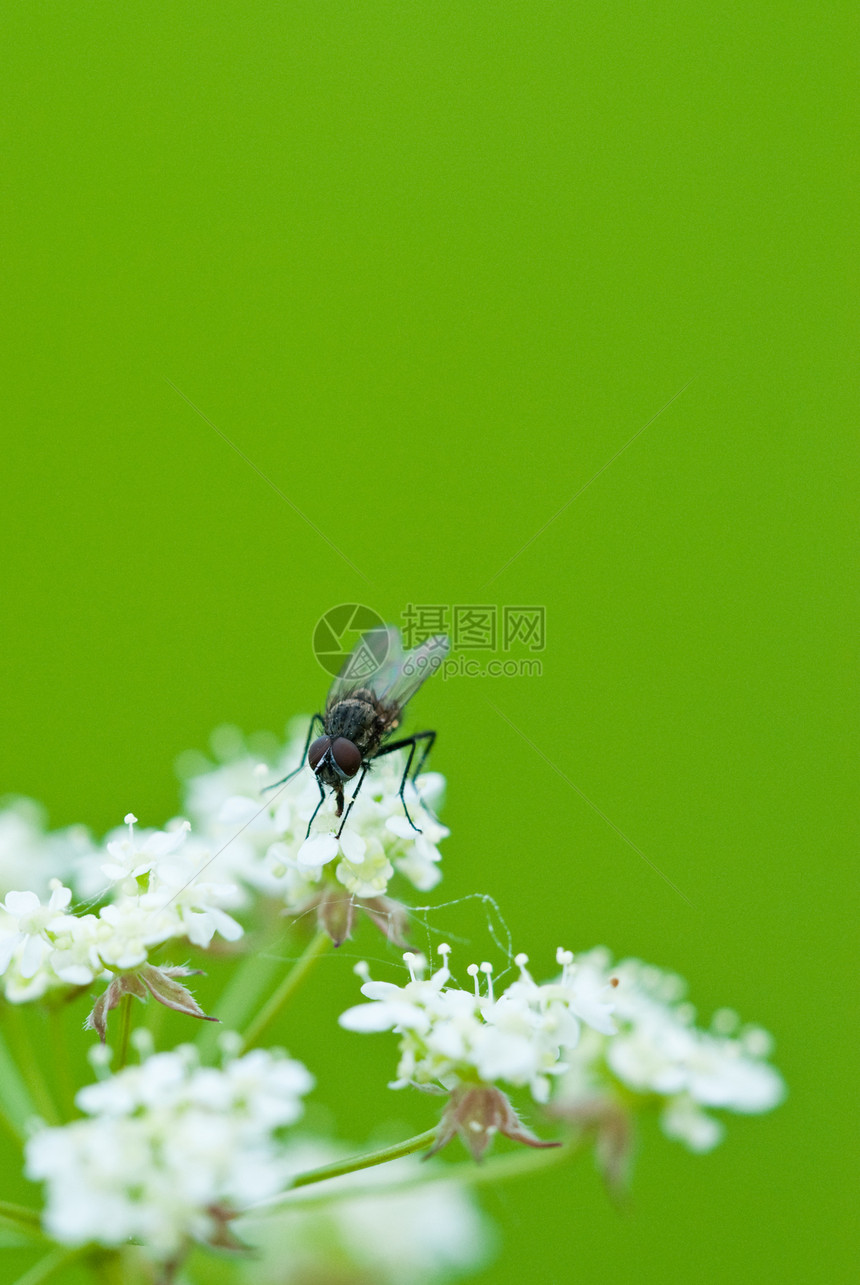 飞在花朵上动物翅膀植物学宏观孤独害虫昆虫苍蝇生物学双翅目图片