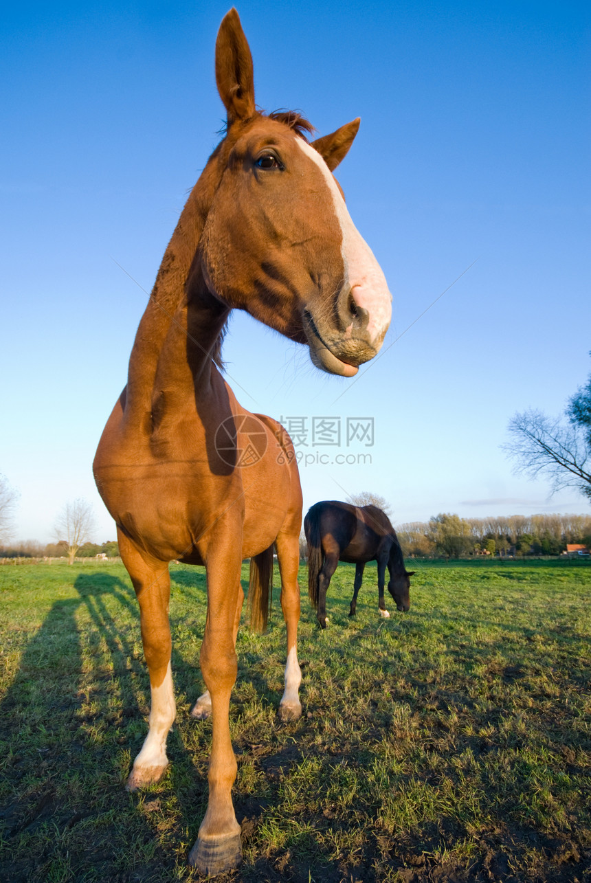 马在草地上太阳板栗棕色场地绿色马术鼻子哺乳动物荒野天空图片