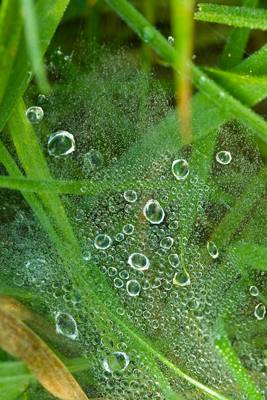 露珠环境滴水宏观植物国家晴天水分花园飞沫液体图片