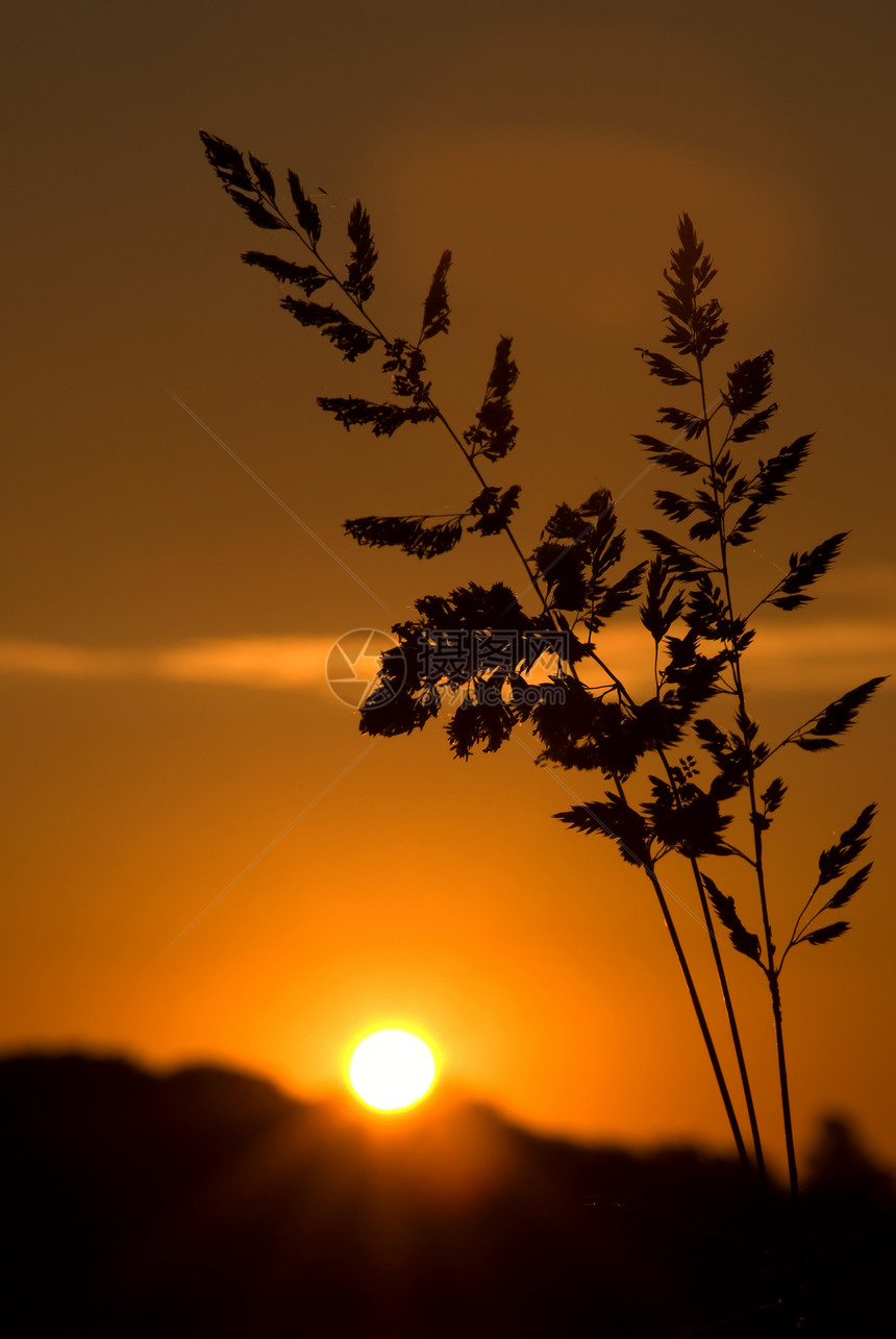 带有前景色的日落设置红色橙子黄色阳光旅行耀斑太阳金子小麦天气图片