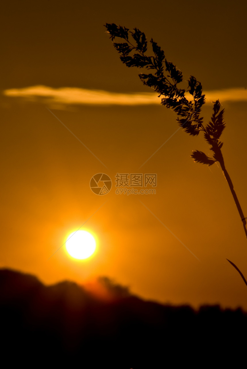 带有前景色的日落设置黄色植物天气金子太阳精神小麦天空旅行耀斑图片