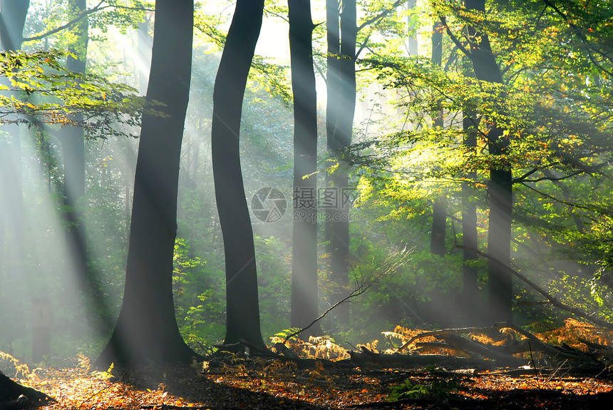 光束从树丛中涌出泻药辐射太阳旅行戏剧性树叶美丽木头阳光荒野图片