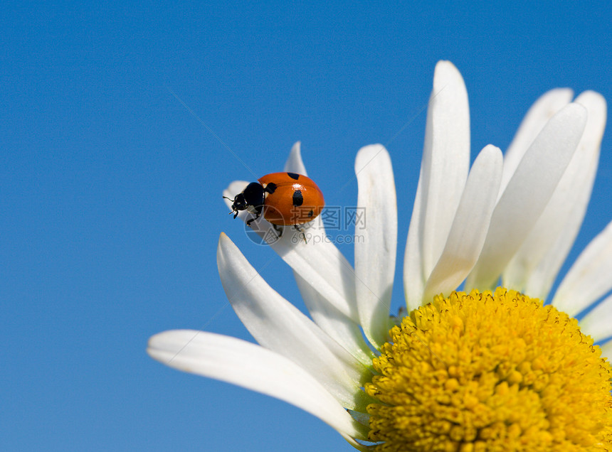 甘菊花瓣上的洋甘菊翅膀天线宏观雏菊红色天空动物昆虫植物图片