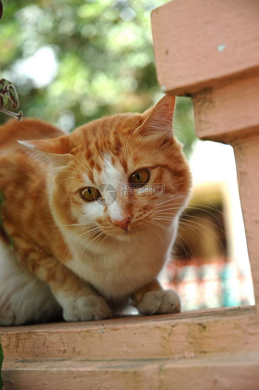 猫咪灰色棕色黄色绿色猫科动物哺乳动物眼睛宠物图片