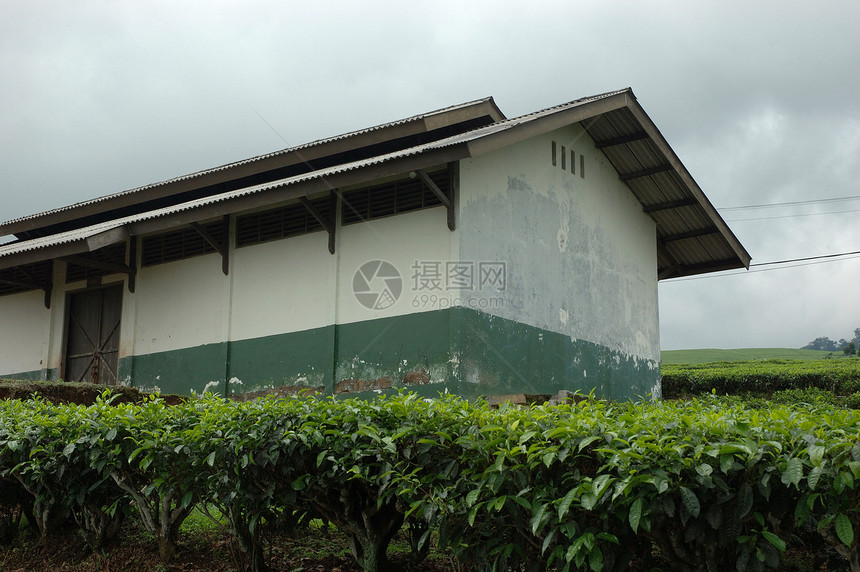 茶叶种植收割机生长收成乡村草本热带植物群丘陵高地树叶图片