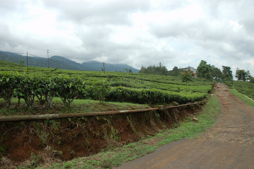 茶叶种植丘陵乡村热带植被绿色农村收成文化场地培育图片