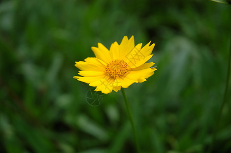 蒲公英花场地风景黄色绿色植物背景图片