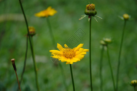蒲公英花黄色植物绿色场地风景背景图片