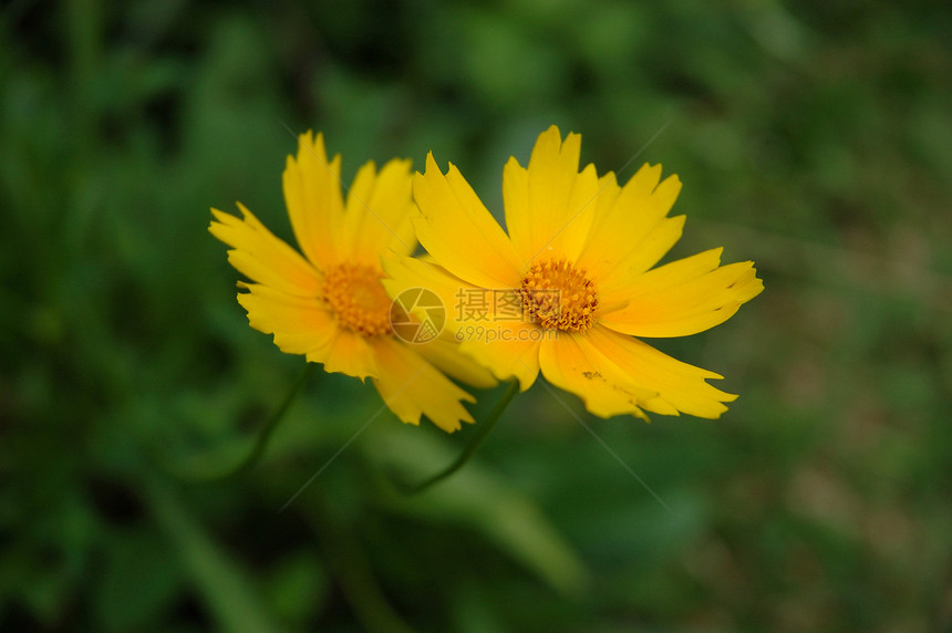 蒲公英花风景黄色植物场地绿色图片