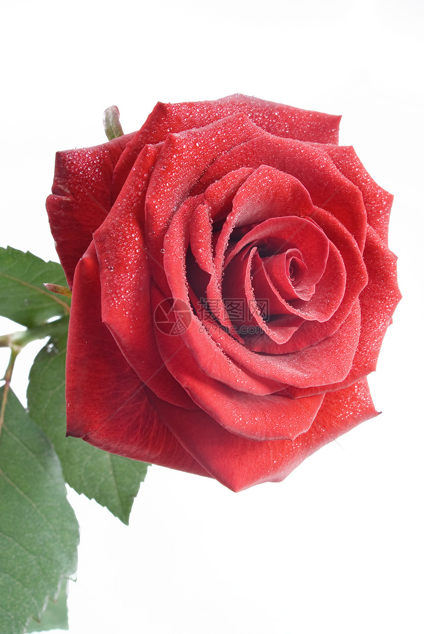 红玫瑰 白底水滴在白底图片