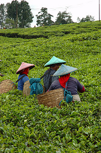 印度拉茶人们拿起茶来喝茶植物文化树叶高地花园种植园丘陵草本植物农民收割机背景