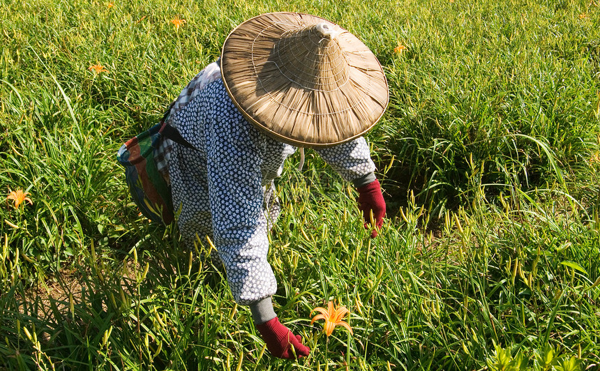 在农场工作的老虎李名人植物地面工人女性农村生长收成橙子场地百合图片