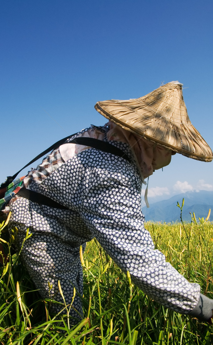 在农场工作的老虎李名人植物环境百合爬坡女性场地生长收成蓝色地面图片