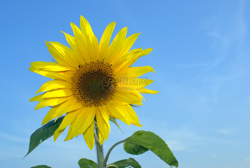 向日向向日葵植物天空云景黄色蓝色花瓣剪辑图片