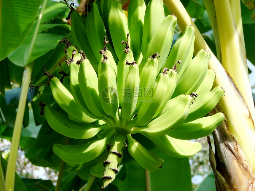 香蕉在树上农业热带植物群叶子花园水果生长植被食物果园图片