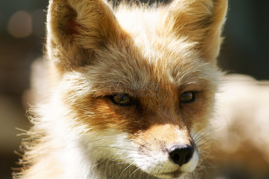 红狐的近视肖像图片