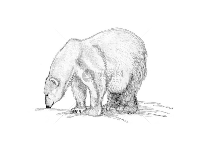 北极熊嗅探图片