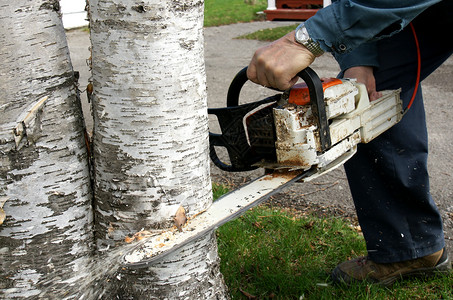 男人砍树工具桦木属高清图片