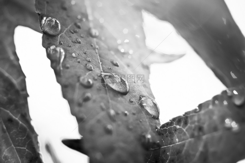 树叶1上有雨滴图片