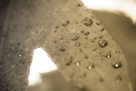 叶子5上下雨滴背景图片