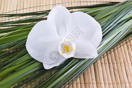 兰花健康沙龙石头竹子白色温泉绿色背景图片