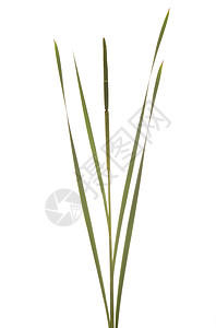 香蒲甘蔗绿色植物群叶子根茎芦苇稻草背景图片