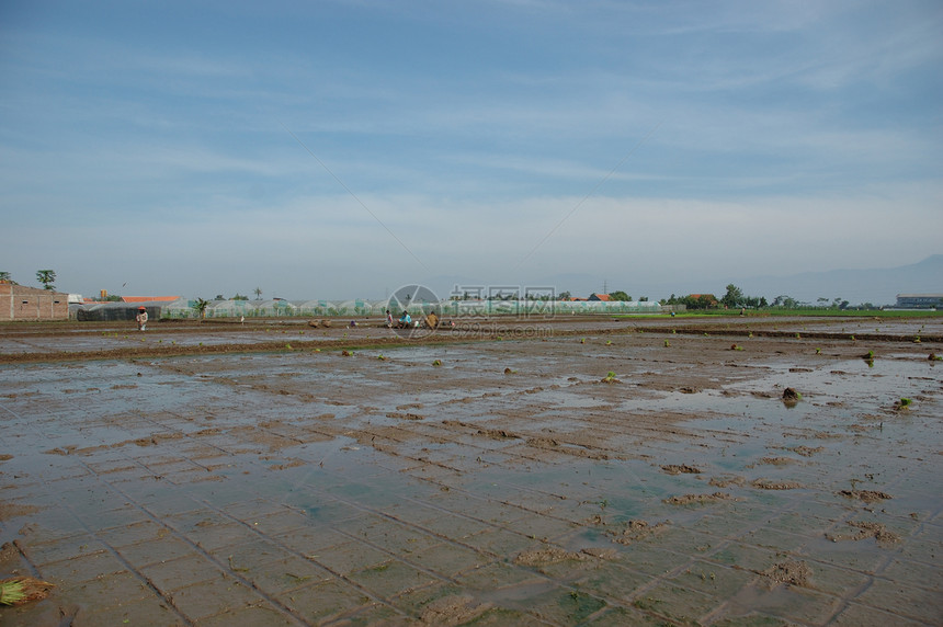 稻田丘陵生长粮食绿色小屋热带窝棚场地农场灌溉图片