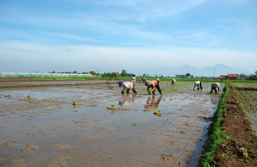 种植棚植物粮食热带土地稻田农场山脉灌溉小屋场地图片