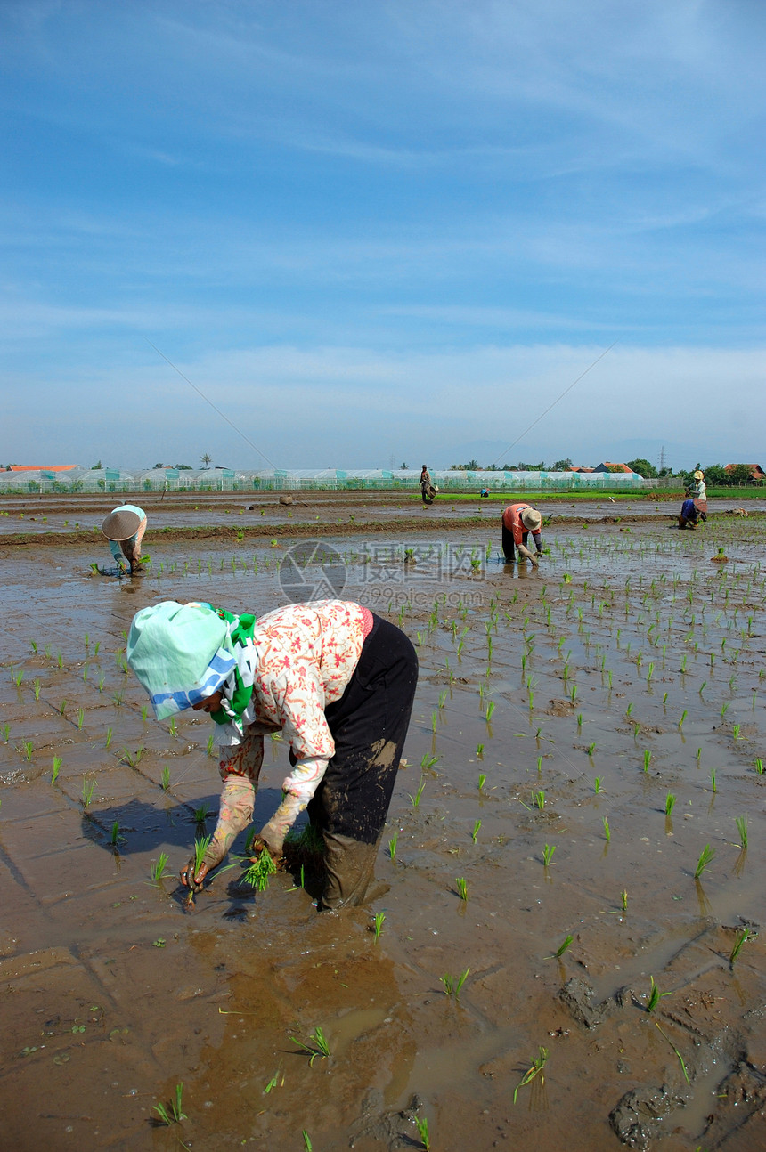 种植棚窝棚丘陵稻田土地生长农场场地粮食热带植物图片