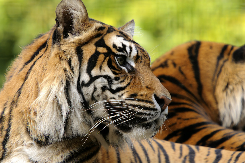 苏门特兰虎棕色野生动物橙子条纹哺乳动物白色濒危黑色图片