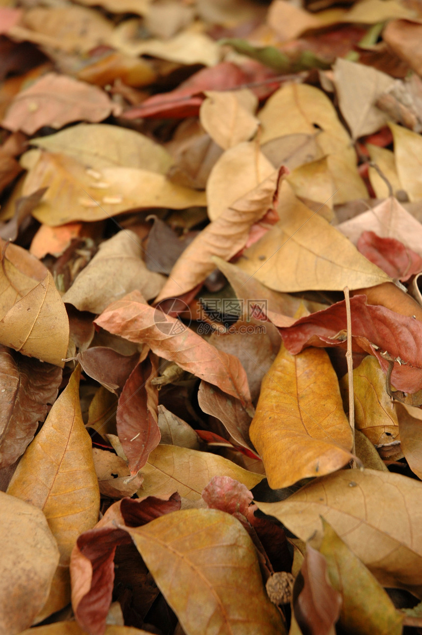 干叶垃圾回收叶子材料棕色图片