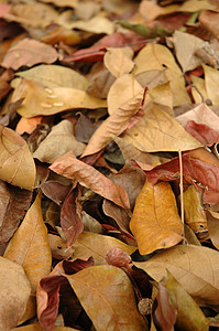 干叶垃圾回收叶子材料棕色背景图片
