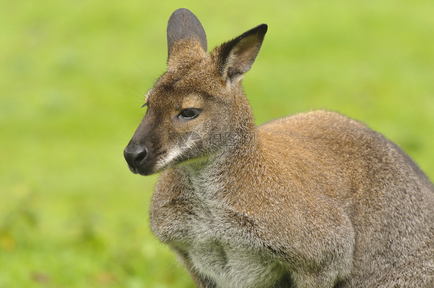 红颈瓦拉比绿色哺乳动物棕色野生动物动物图片