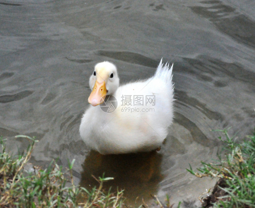 黄鸭游泳黄色动物群涟漪鸭子动物图片